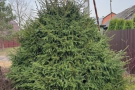 Ель обыкновенная с плотной кроной на участке