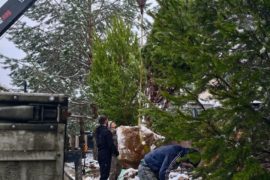 Посадка крупномерной сосны манипулятором