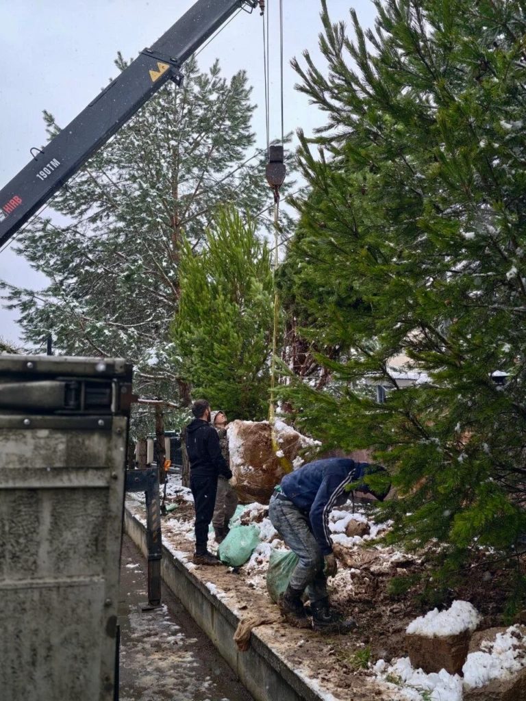 Посадка крупномерной сосны манипулятором