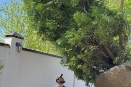 Посадка высокой туи с земляным комом краном-манипулятором