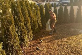 Посадка живой изгороди из туй Смарагд вдоль забора