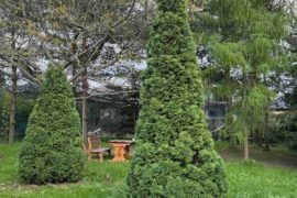 Высокие туи после стрижки и чистки кроны